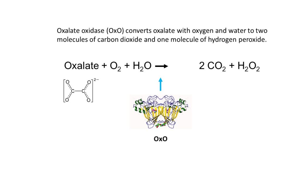 Enzymatic reaction of oxalate oxidase