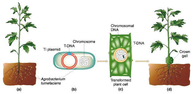 infection by Agrobacterium tumefaciens