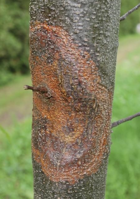 Infected stem of American chestnut 
The fungus blocks the water supply of the tree and essentially “strangles it to death”.
