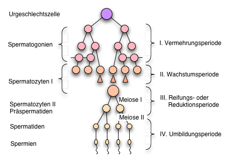 Mögliche Mutationen in der Spermatogenese: Risiken bei Samenspenden.