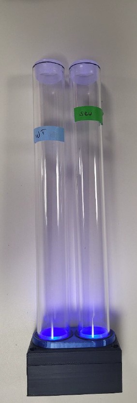 Eine LED-Box mit zwei aufgesteckten Plexiglasröhren, in denen sich Fliegen bewegen können.