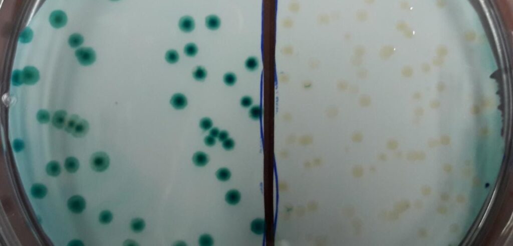 Experimente: CRISPR-Cas, aus Blau mach Weiss