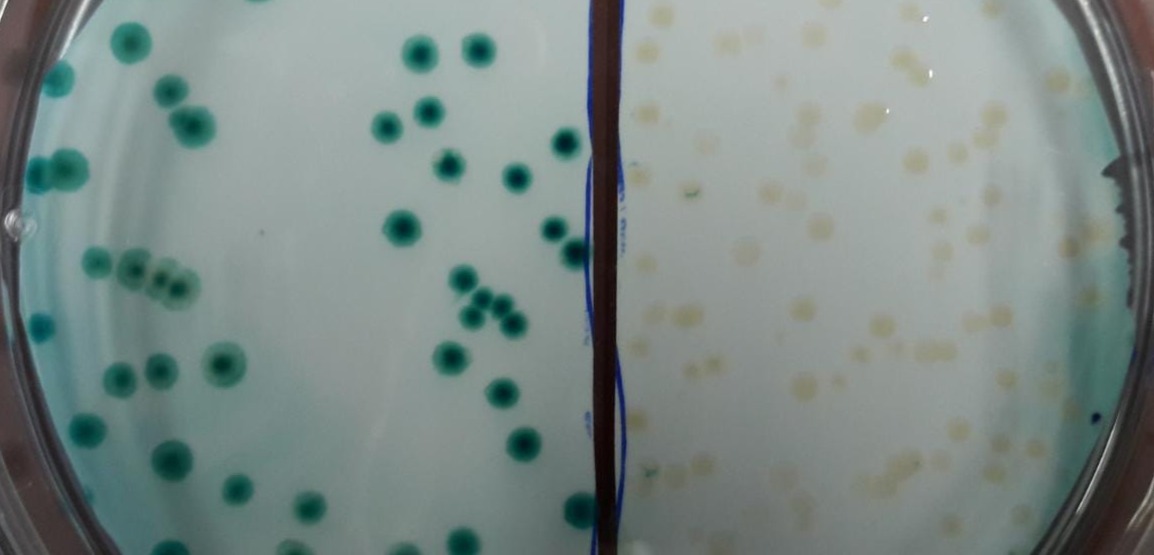 CRISPR-Cas: aus Blau mach Weiss