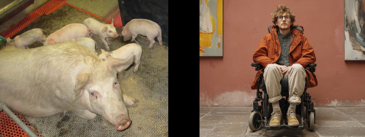 Brauchen wir Gentechnik-Schweine?