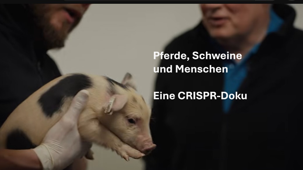 Pferde, Schweine und Menschen. Eine CRISPR-Cas Doku.